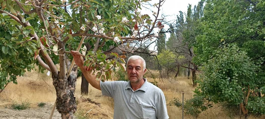 Elma ağacı eylülde isyan etti: Ben daha bitirmedim! 3
